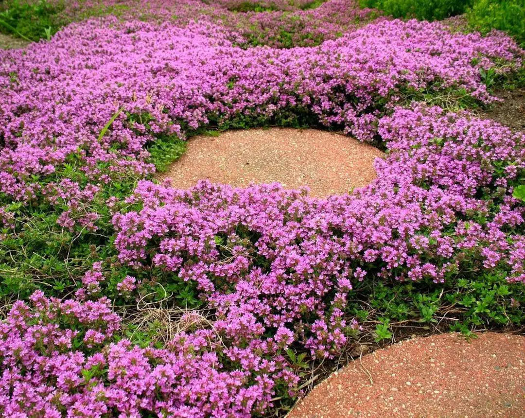 Thymus (Thymus Serpyllum) seeds for planting in home garden