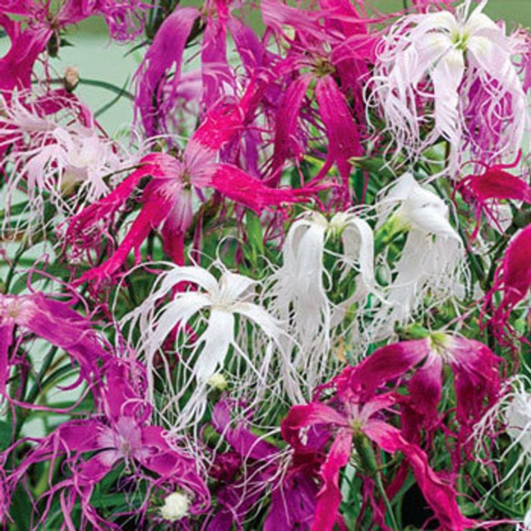 Dianthus Spooky Mix seeds for colorful blooms