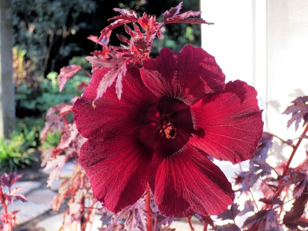 Maroon Hibiscus Flower seeds for Planting - Wildflower Mix, Heirloom & GMO Free Seeds for Home Garden
 
 Sale for planting in home garden.