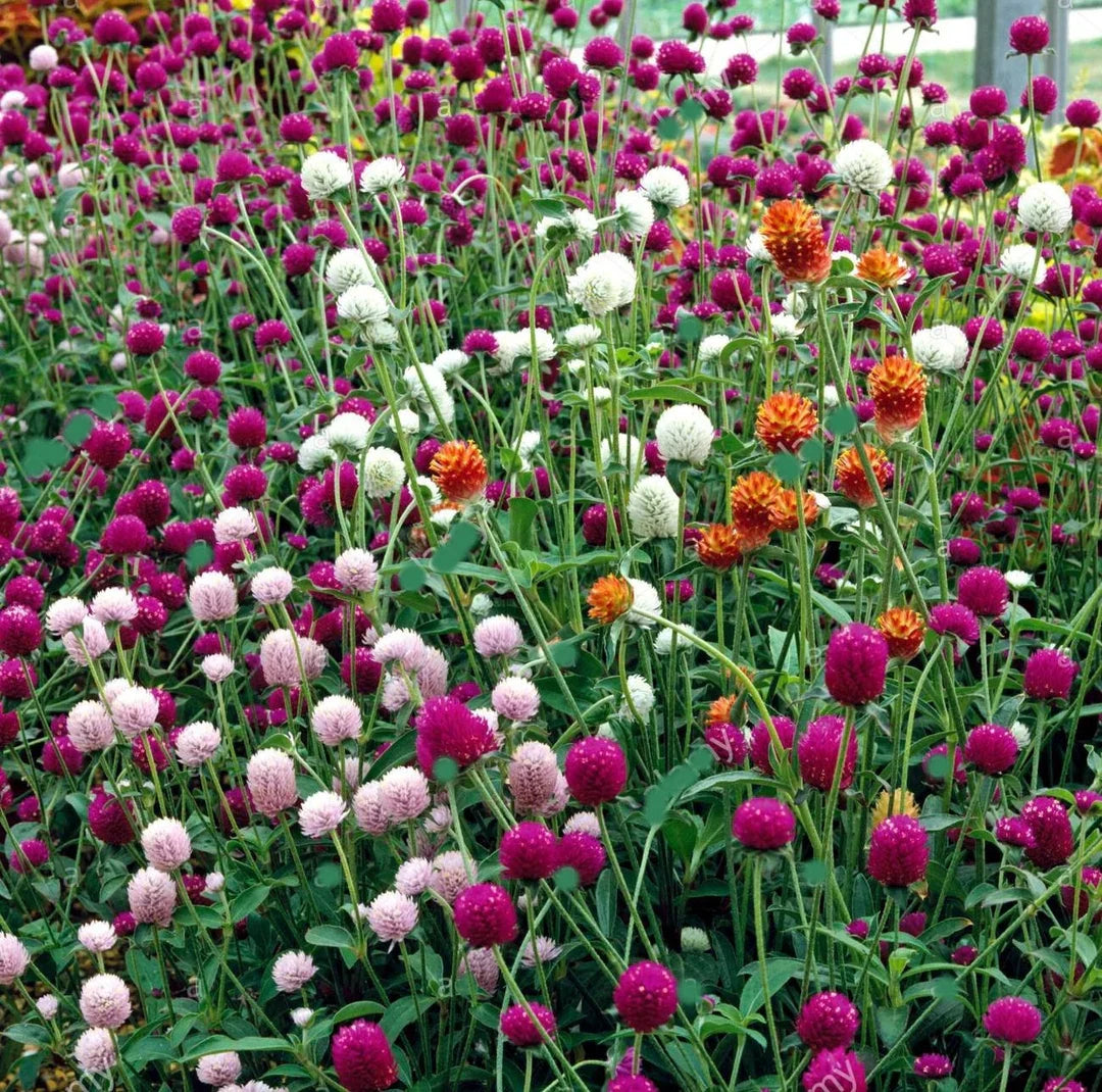 Gomphrena (Gomphrena Flower) seeds for planting in home garden