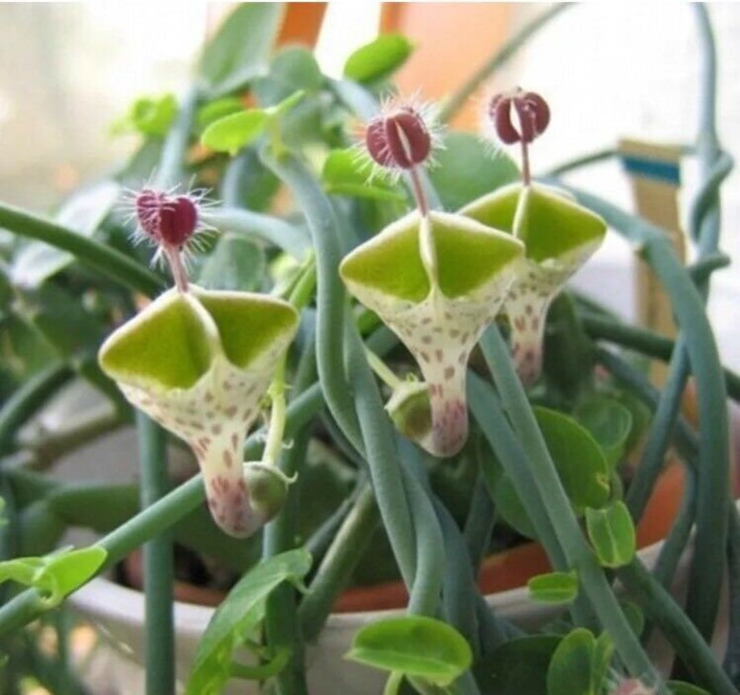 Ceropegia Flower seeds for Planting - Easy to Grow, Heirloom & GMO Free Seeds for Home Garden
 
 Sale seeds for planting in home garden