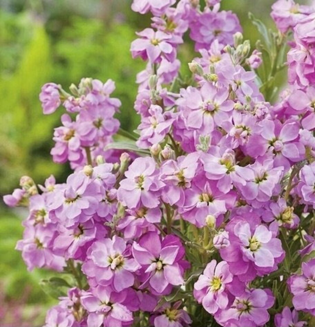 Purpur Stock Matthiola Abend oder Nacht seeds for purple blooms