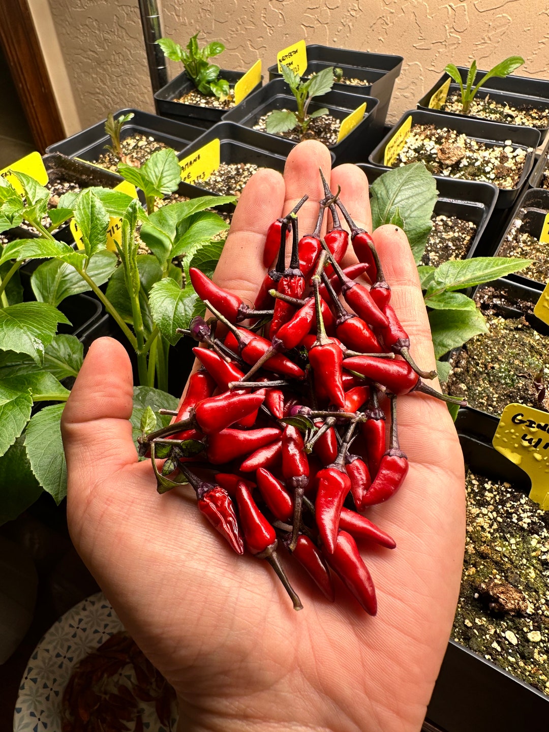 Explosive Ember Pepper seeds for spicy peppers