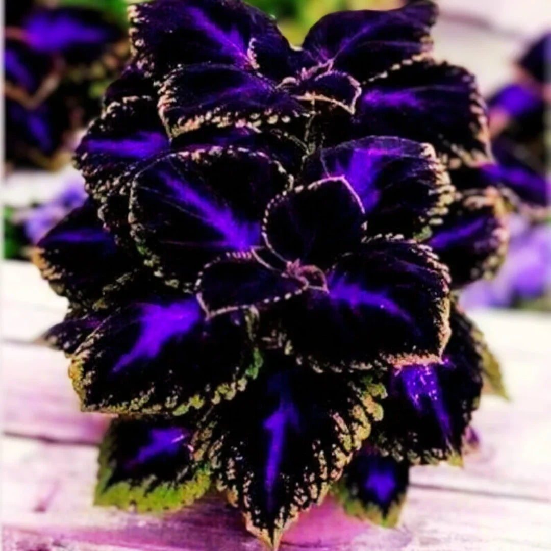 Violet (Violet Coleus) seeds for planting in home garden