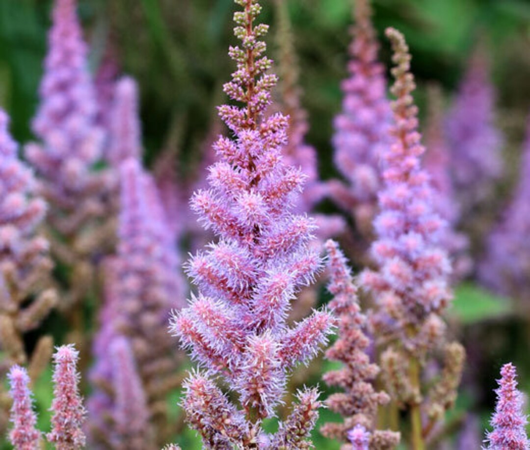 Astilbe Pumila Seeds For Planting In Shade Gardens Flower