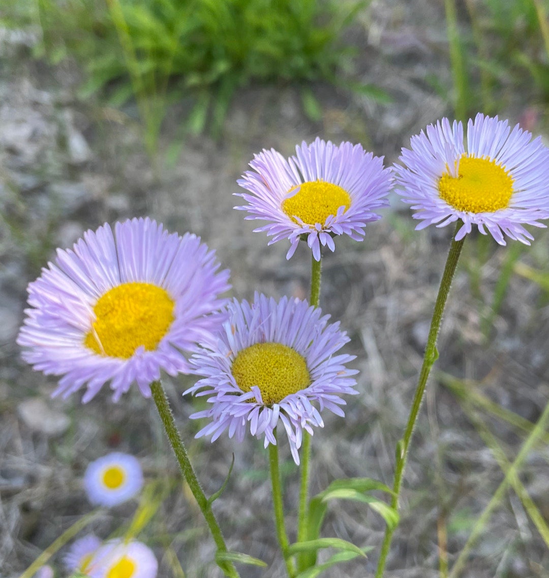 Purple Erigeron Flower seeds for Planting - Premium Quality, Heirloom & GMO Free Seeds for Home Garden
 
 Sale for planting in home garden.