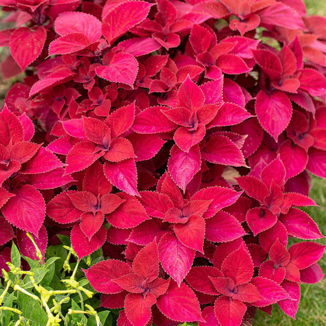 Red Coleus Flower seeds for Planting - Sun Loving, Heirloom & GMO Free Seeds for Home Garden
 
 Sale seeds for home garden