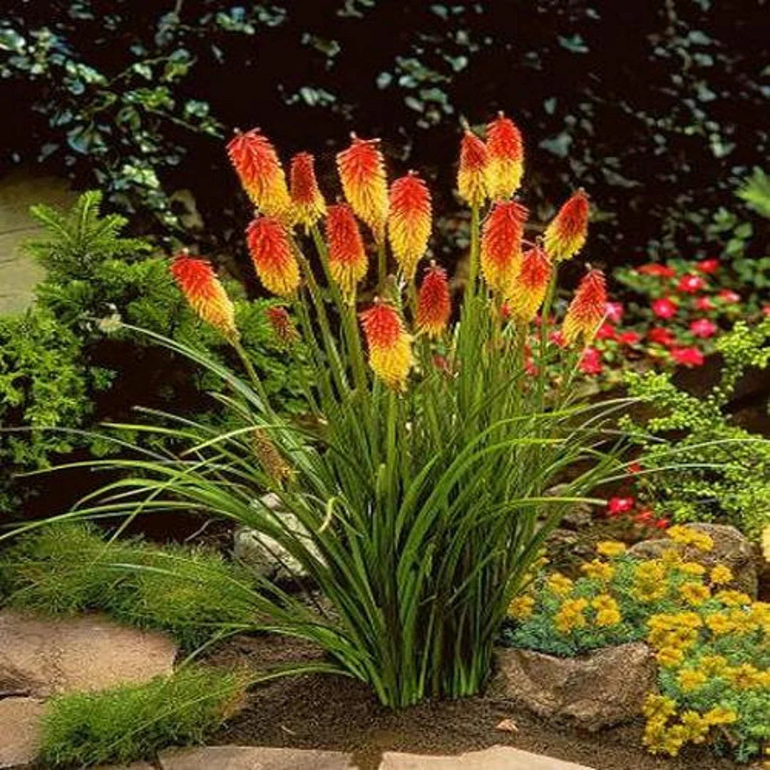 Red Kniphofia Flower Seeds For Bold Planting | Vibrant Perennial