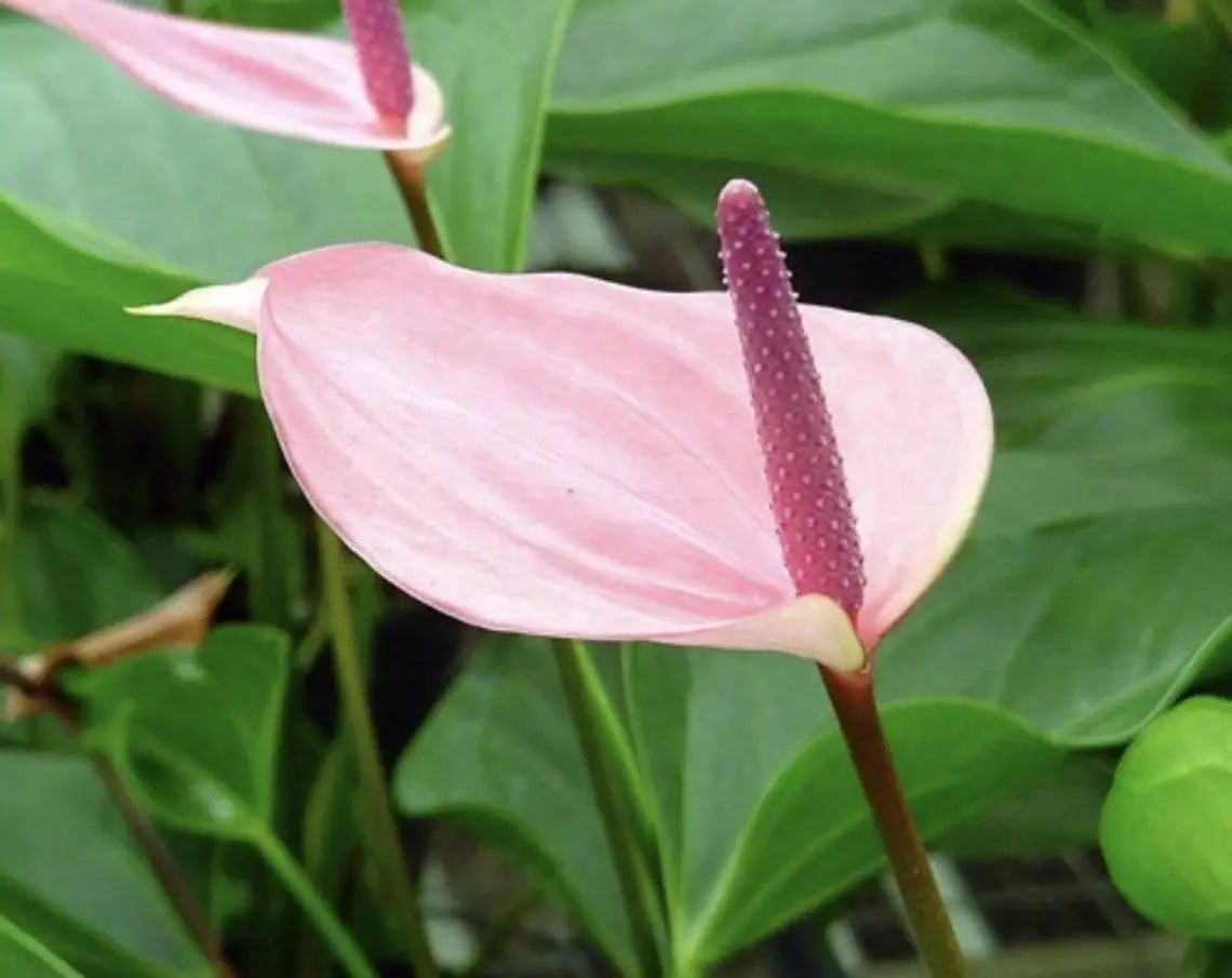 Anthurium Andraeanum Seeds - Easy Planting For Soft Pale Pink Blooms