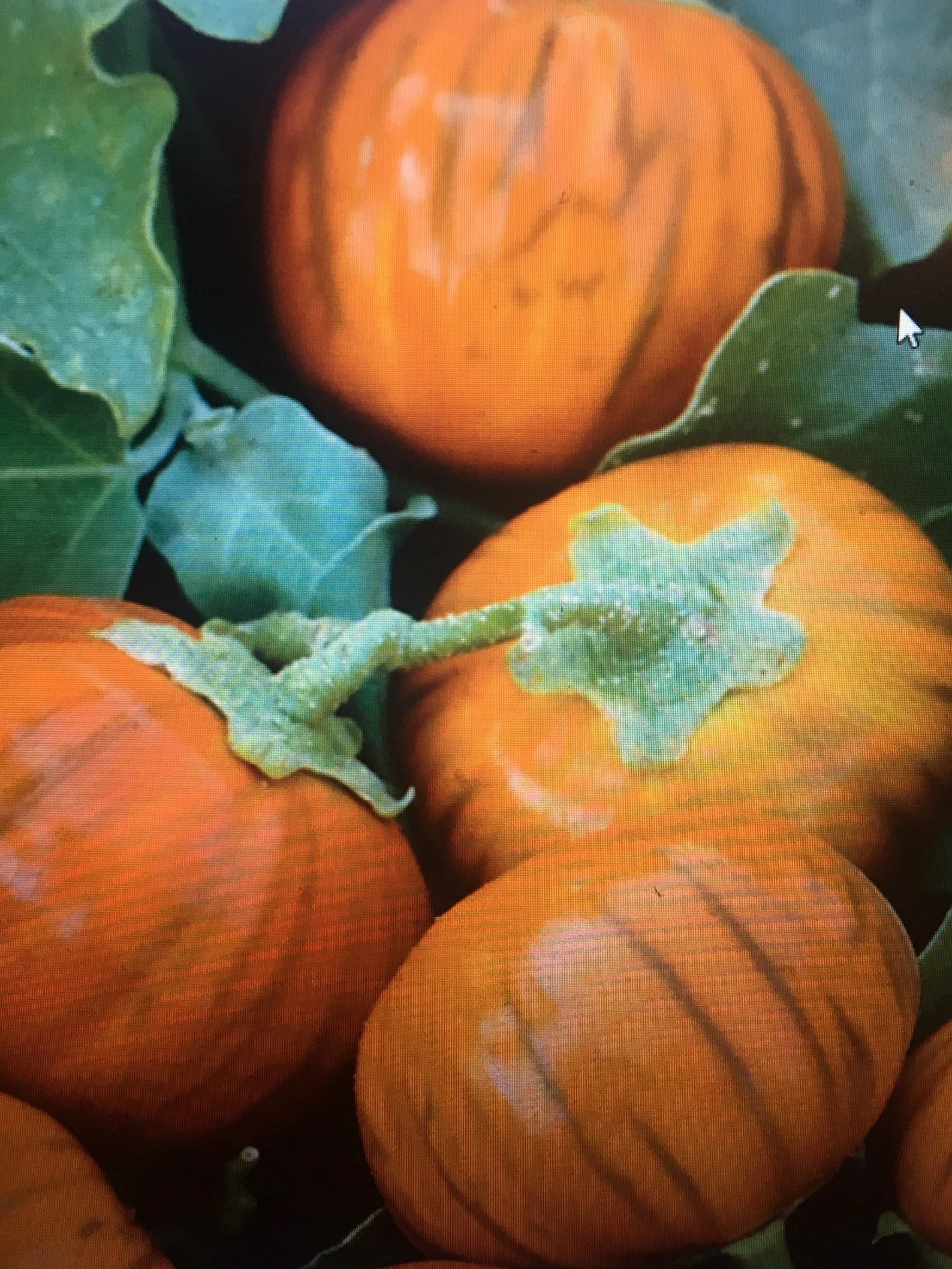 Orange Eggplant Sweet Fruit Seeds For Planting