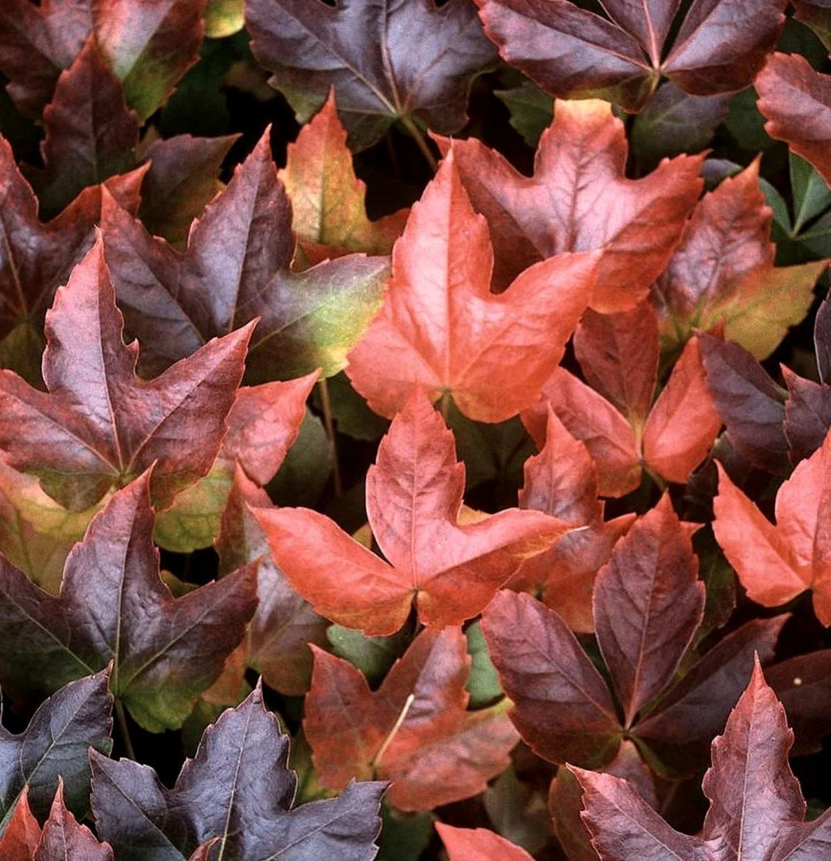 Boston Ivy Vine Virginia Creeper Parthenocissus tricuspidata Climbing Seeds Flower seeds for Planting - Bright Blooms, Heirloom & GMO Free Seeds for Home Garden
 
 Sale for planting in home garden