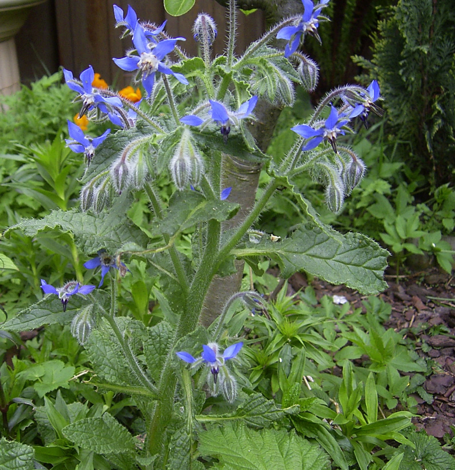 Borage (Borago officinalis) Seeds