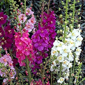 Colorful Mixed Phoeniceum Flower Seeds For Planting