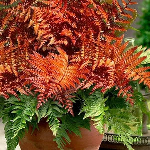 Red Fern Plant Seeds For Colorful And Soothing Planting