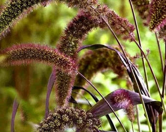 Foxtail Millet Red Jewel Ornamental Flower seeds for Planting - Seasonal Bloomer, Heirloom & GMO Free Seeds for Home Garden
 
 Sale seeds for home garden