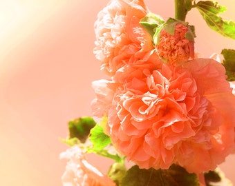 Double Orange Hollyhock Alcea rosea for planting in flower bed