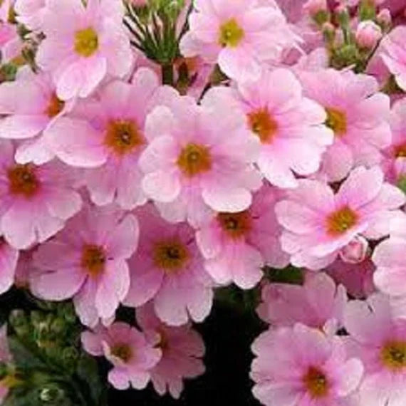 Pink Primula Malacoides Flower seeds for Planting - Premium Quality, Heirloom & GMO Free Seeds for Home Garden
 
 Sale seeds for planting in home garden