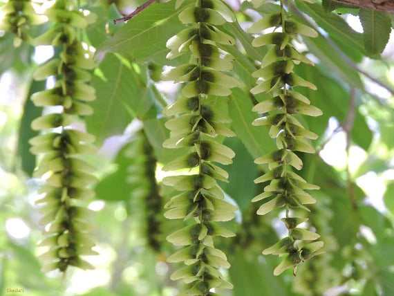 Pterocarya Stenoptera Flower seeds for Planting - Bright Blooms, Heirloom & GMO Free Seeds for Home Garden
 
 Sale seeds for planting in home garden
