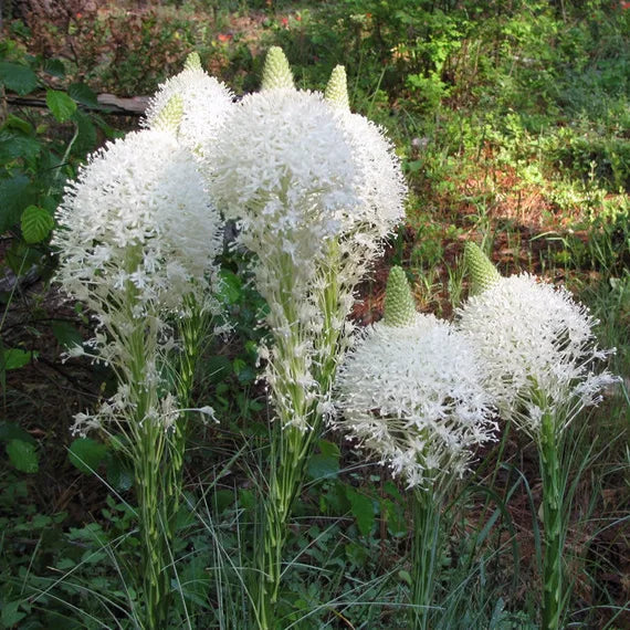 Bear Grass or Xerophyllum Tenax Flower seeds for Planting Bright Blooms Heirloom & GMO Free Seeds for Home Garden 
 
 Sale for planting in home garden