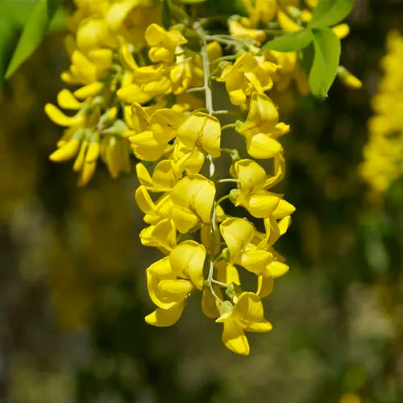 Yellow Laburnum Anagyroides Tree Seeds Planting