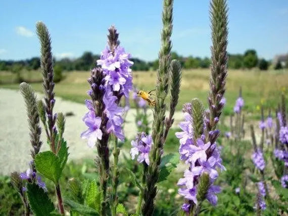 Blue Verbena Flower Seeds: Perfect For Garden Planting