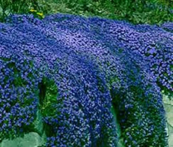 Dark Blue Aubrieta Flower Seeds For Planting