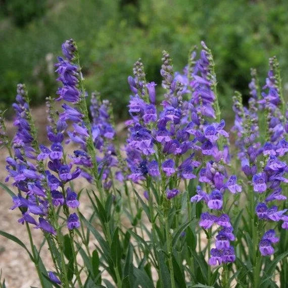 Blue Penstemon Flower seeds for Planting - Pollinator Friendly, Heirloom & GMO Free Seeds for Home Garden
 
 Sale seeds for planting in home garden