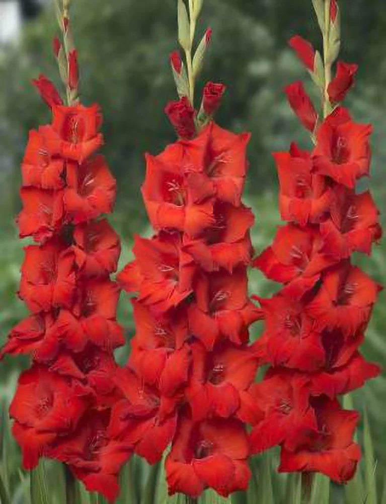 Red Gladiolus Seeds For Planting