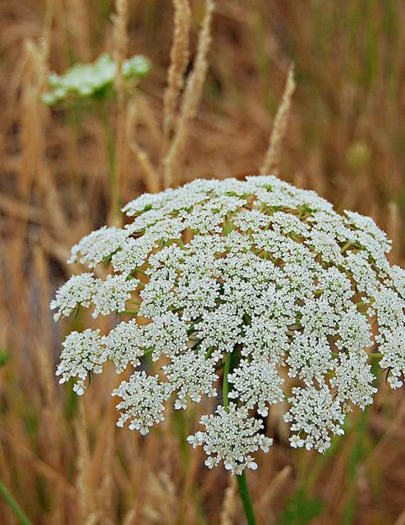 Queen Anne's Lace White Flower seeds for Planting - Cottage Garden Essential, Heirloom & GMO Free Seeds for Home Garden
 
 Sale seeds for home garden