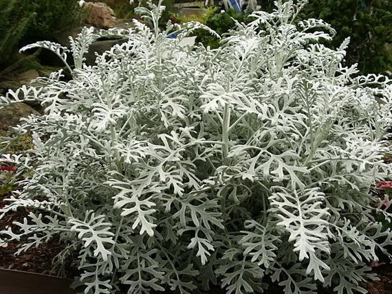 Dusty Miller Silver Dust Flower seeds for Planting - Colorful Display, Heirloom & GMO Free Seeds for Home Garden
 
 Sale seeds for home garden