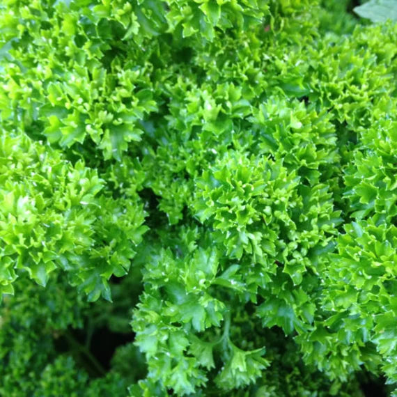 Parsley Flower Seeds – Heirloom Non-GMO for Cottage Garden Planting
 
 Sale seeds for home garden