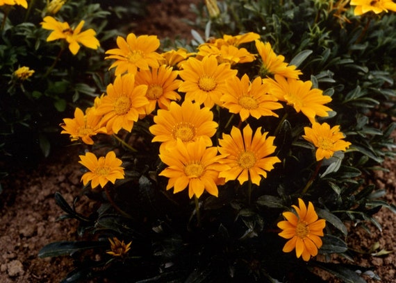 Gazania Mini Star Yellow seeds for sun-loving blooms
