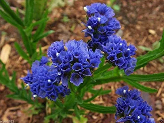 Statice Blue River Flower Seeds Planting