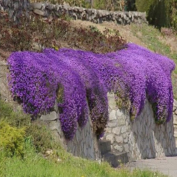 Plant Cascade Flower Seeds For Vibrant Blooms