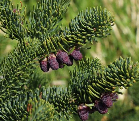 Abies Nobilis Tree Seeds | Evergreen Planting Seeds