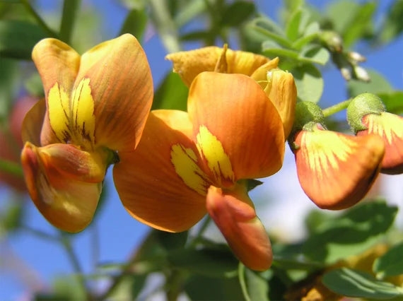 Bladder Senna Bush Seeds For Easy Planting