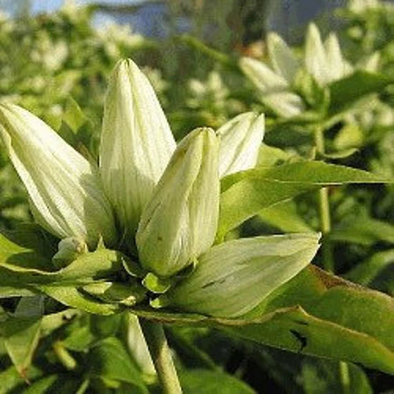 Cream Gentiana Flower seeds for Planting - Vibrant Colors, Heirloom & GMO Free Seeds for Home Garden
 
 Sale seeds for home garden