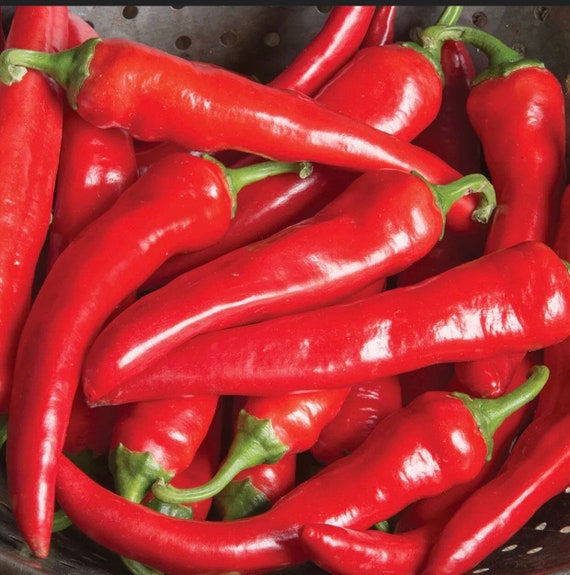 Red Thick Cayenne Pepper seeds for hot peppers
