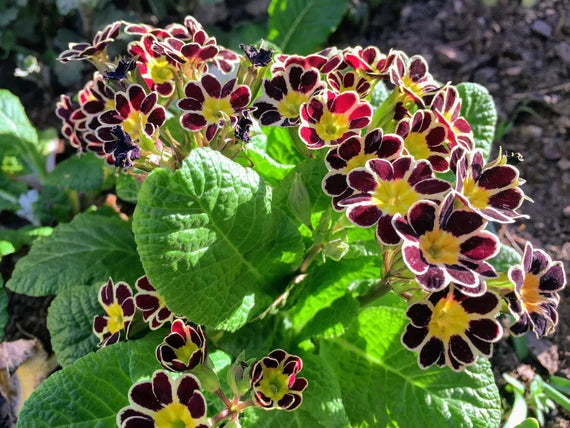 Maroon and Yellow Primrose Flower Seeds for Easy Planting