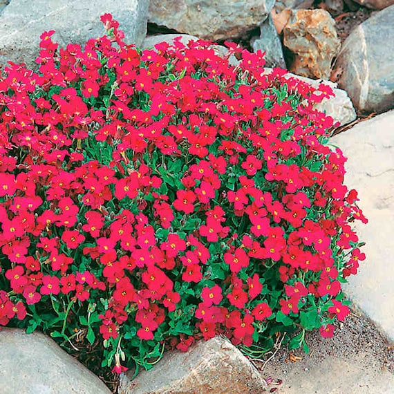 Striking Red Aubrieta Seeds For Your Garden