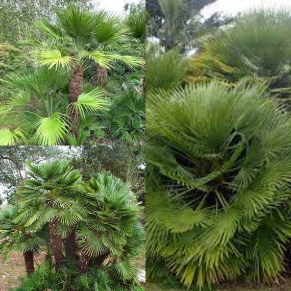 Chamaerops Humilis Tree Seeds For Planting