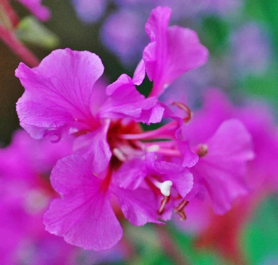 Purple Elegant Clarkia Flower seeds for Planting - Fragrant Blossoms, Heirloom & GMO Free Seeds for Home Garden
 
 Sale seeds for planting in home garden