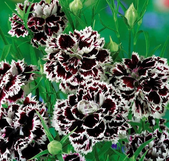 Carnation (Carnation Flower) seeds for planting in home garden