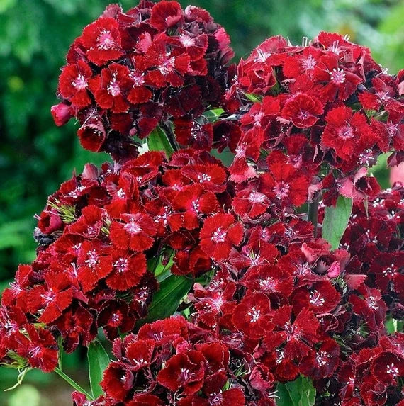 Dianthus Maroon Flower Seeds For Vibrant Planting And Rich Blooms