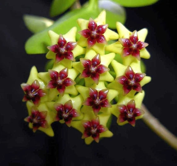 Brighten Your Garden With Hoya Flower Seeds - Light Yellow-Brown Blooms For Colorful Displays