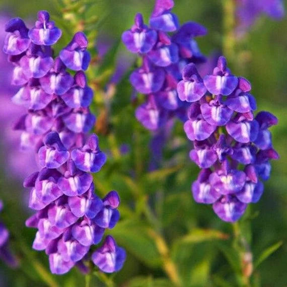 Chinese Skullcap Flower seeds for Planting - Garden Favorite, Heirloom & GMO Free Seeds for Home Garden
 
 Sale seeds for home garden