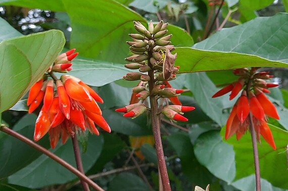 Orange Green Erythrina Flower seeds for Planting - Cottage Garden Essential, Heirloom & GMO Free Seeds for Home Garden
 
 Sale seeds for home garden