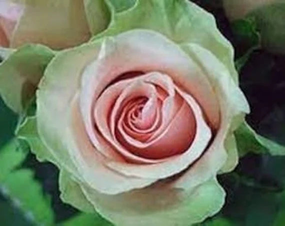 Green Pink Rose Heirloom Flower seeds for Planting - Bright Blooms, Heirloom & GMO Free Seeds for Home Garden
 
 Sale seeds for planting in home garden