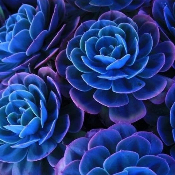 Dark Blue Nopalxochia Flower seeds for Planting Seasonal Bloomer Heirloom & GMO Free Seeds for Home Garden 
 
 Sale for planting in home garden