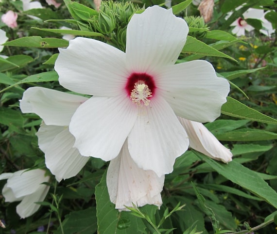 Hibiscus Moscheutos Hibiscus moscheutos for planting in flower bed